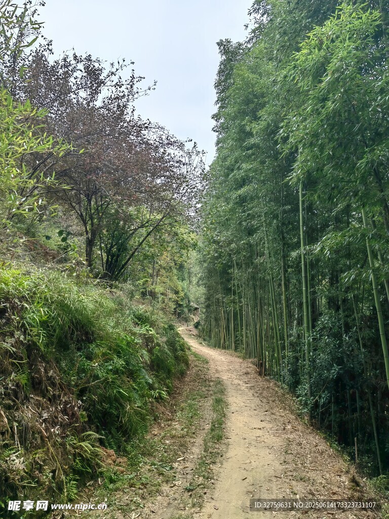 山间竹林小径