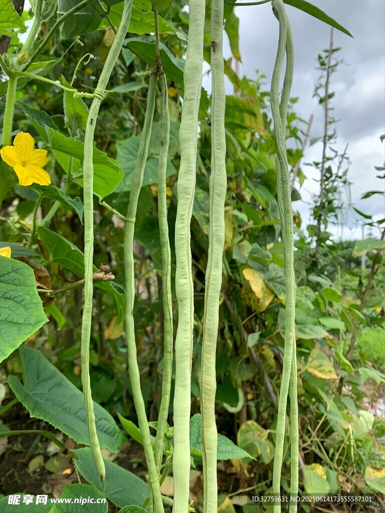藤蔓上的鲜嫩长豆角