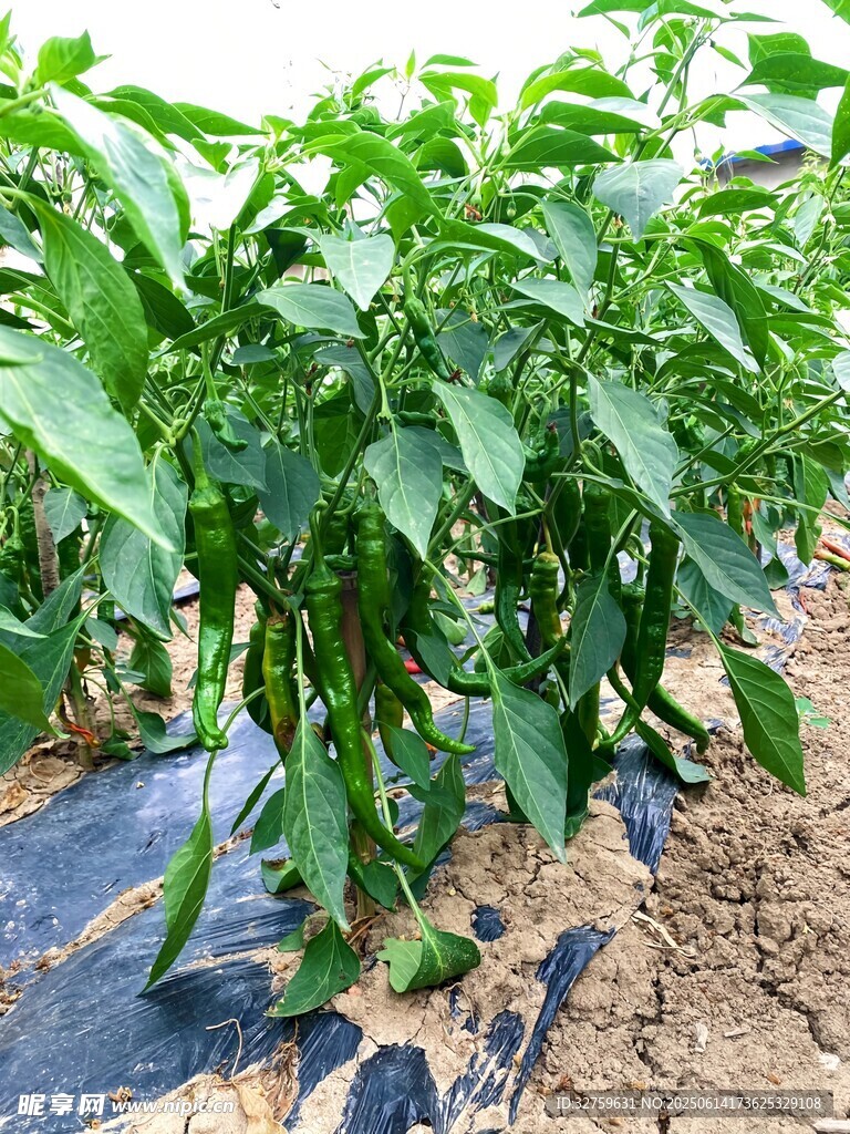 田间生长的茂盛辣椒植株