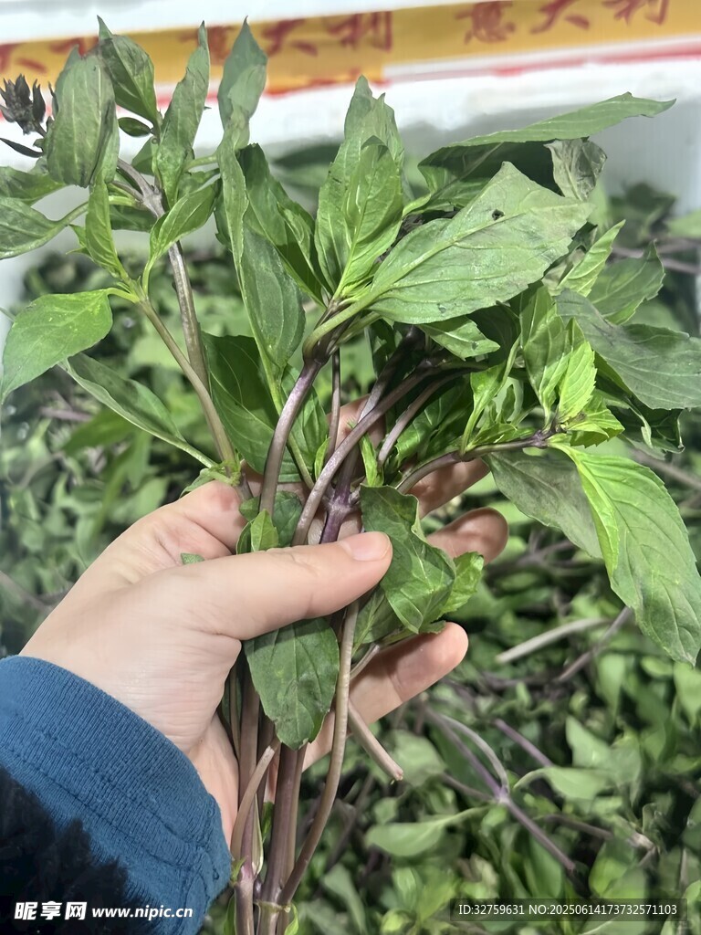 手捧新鲜嫩绿的植物茎叶