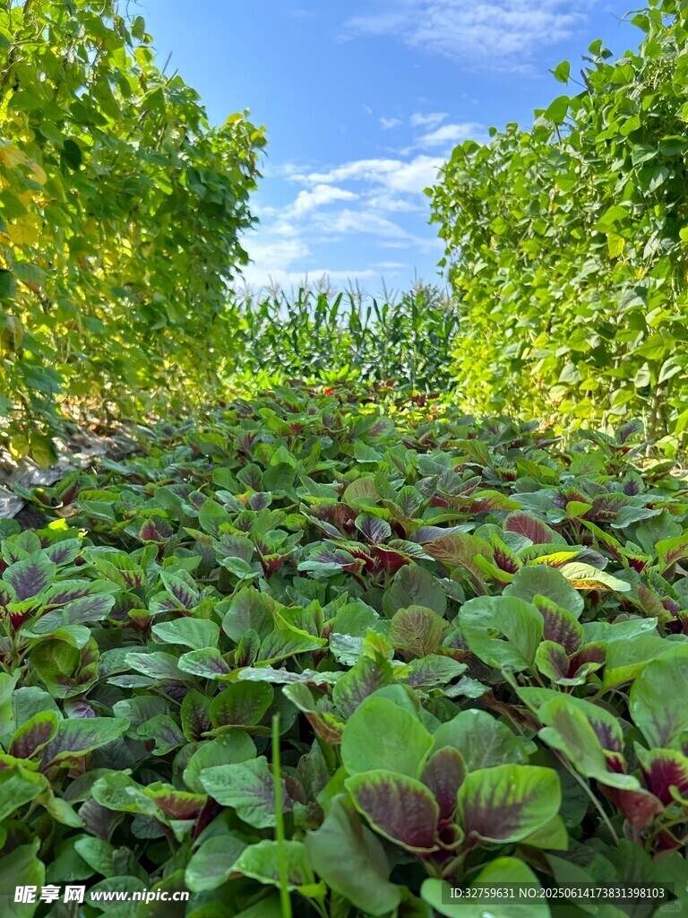 绿叶繁茂的田园风光