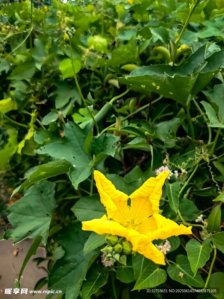 绿叶丛中绽放的黄色小花