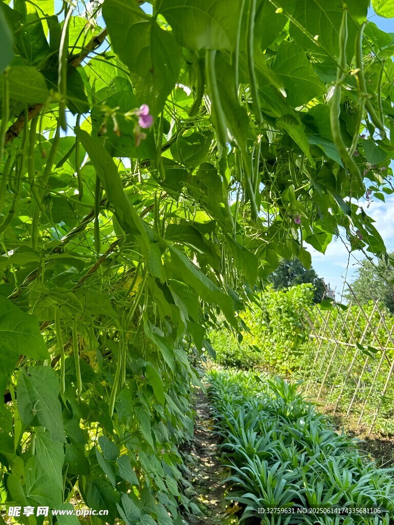 田园绿意盎然的蔬菜种植地