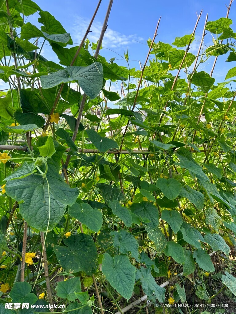 绿叶繁茂的田间植物