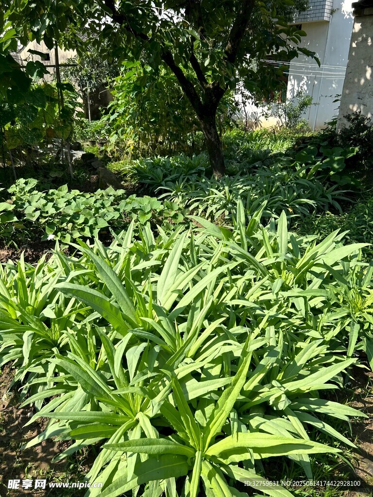 绿叶繁茂的庭院植物景观