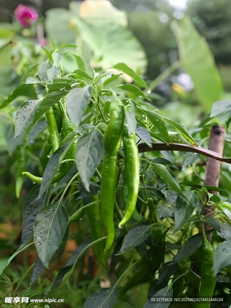 翠绿尖椒挂枝头