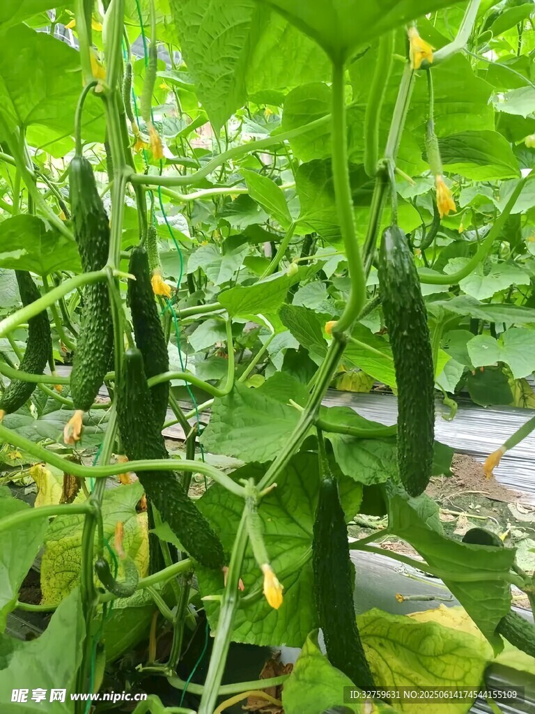 田间鲜嫩黄瓜茁壮成长