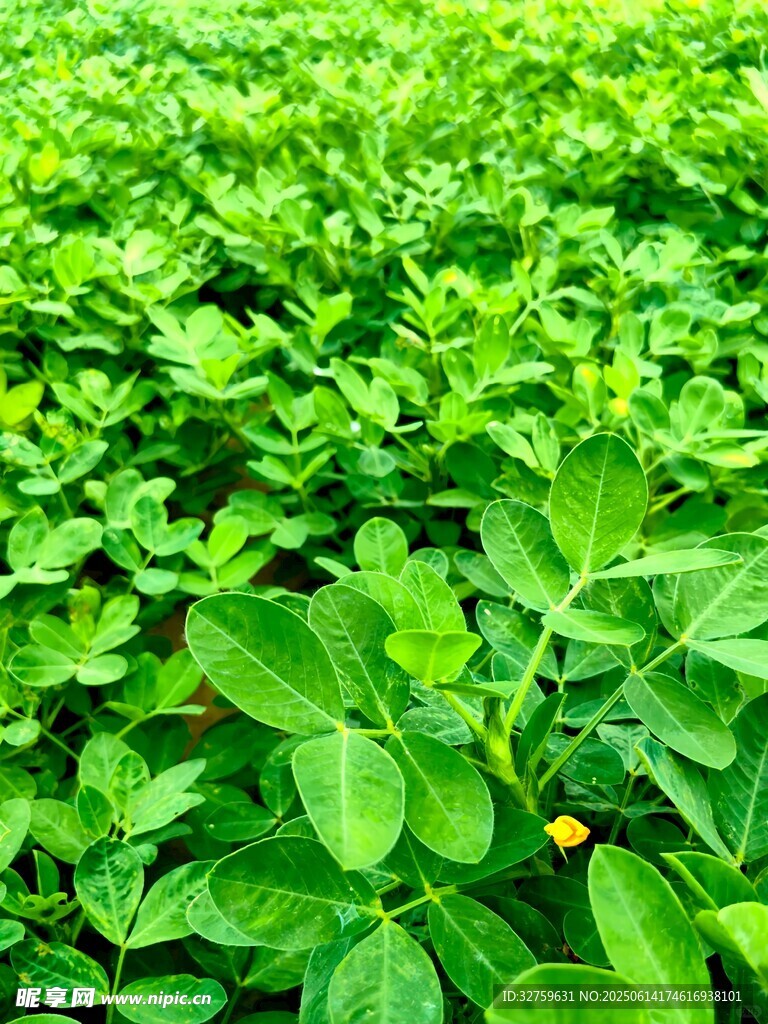 绿意盎然的花生种植田