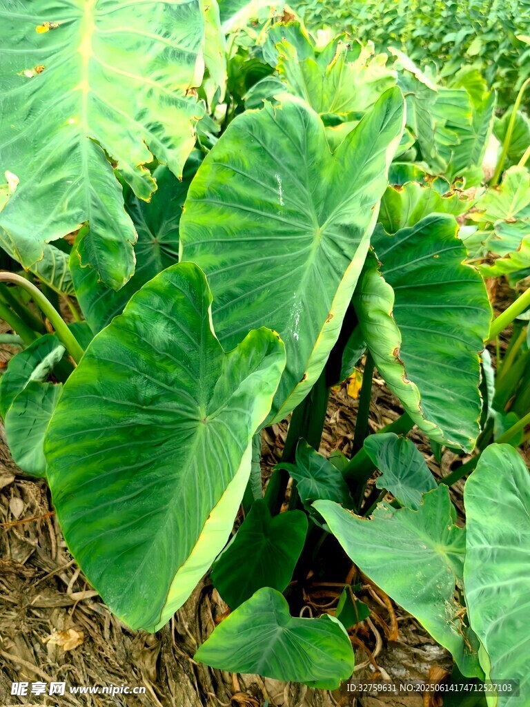翠绿芋类植物生机勃勃