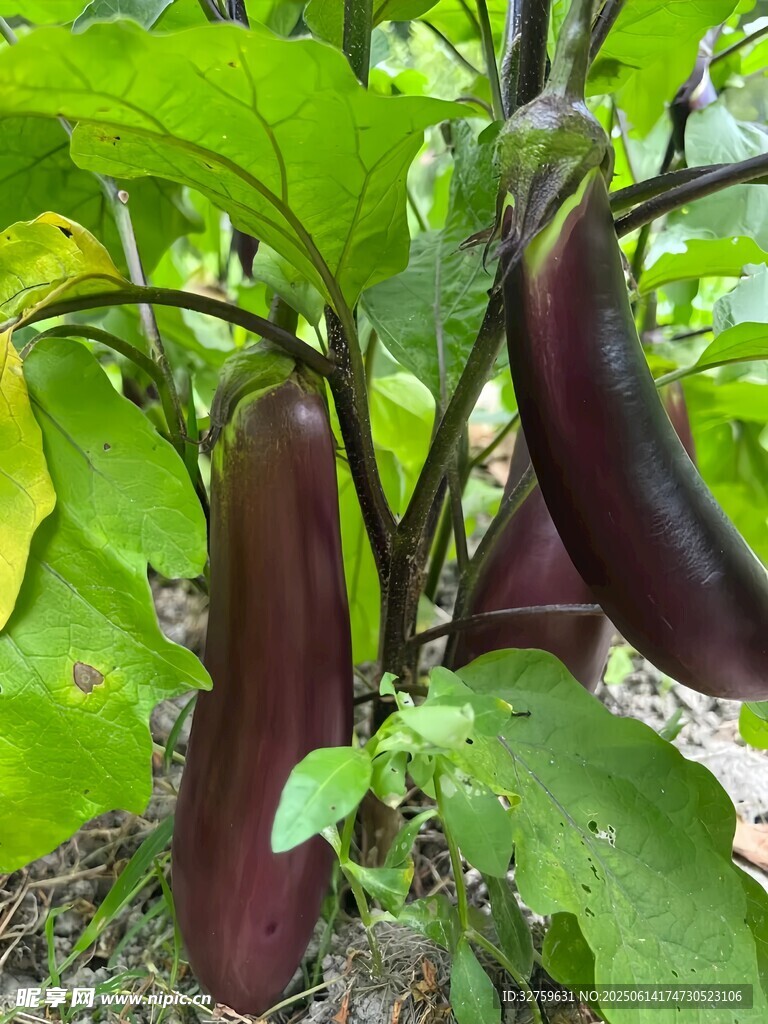 枝头紫茄子鲜嫩欲滴