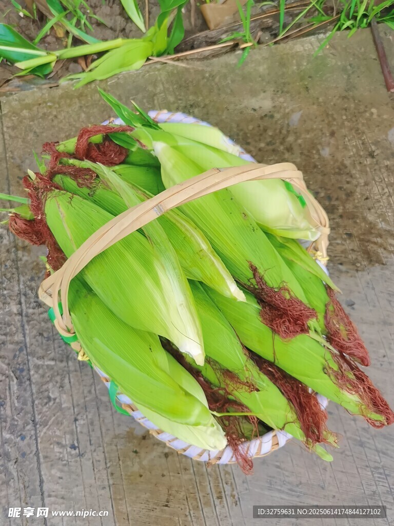 新鲜玉米装篮色泽诱人