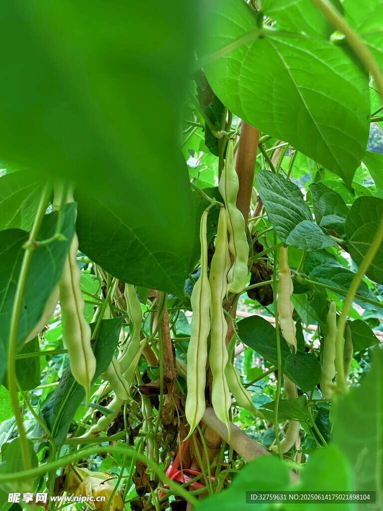豆角藤蔓间的丰收景象