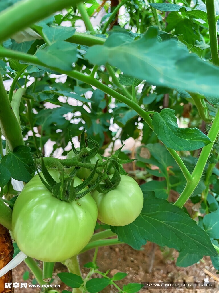 青番茄挂在枝头