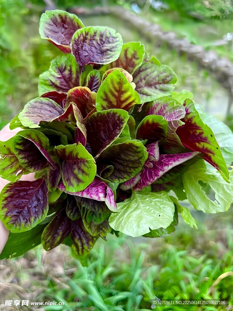 多彩斑斓的彩叶草植株