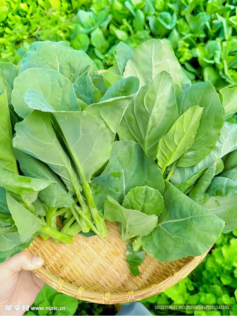 手捧鲜嫩菠菜