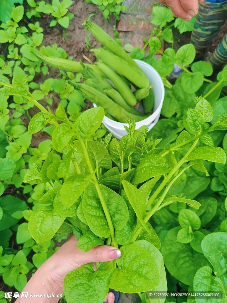 采摘嫩绿蔬菜的温馨场景
