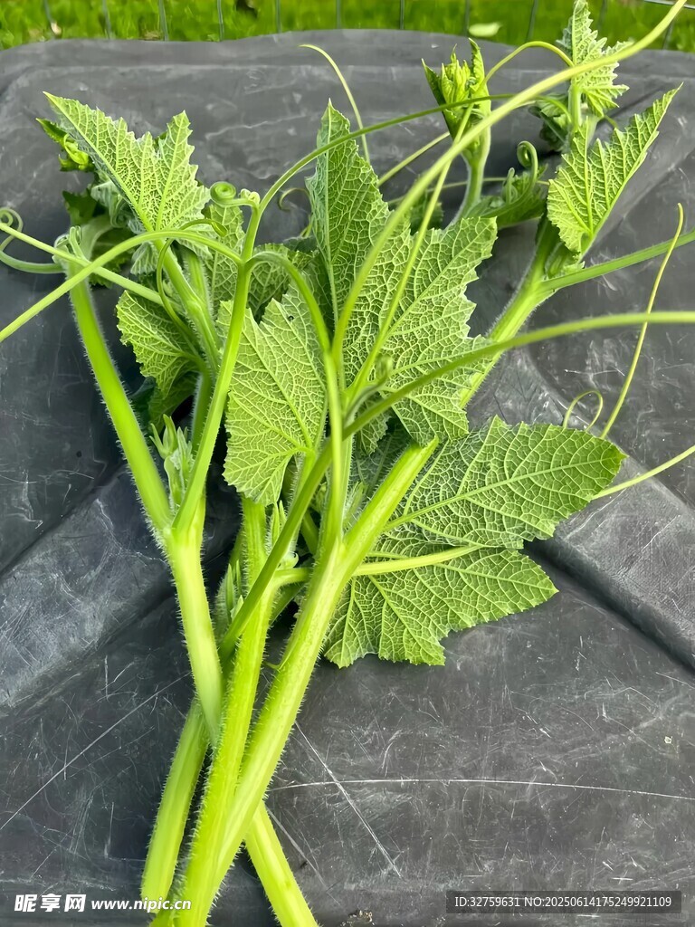 新鲜翠绿的黄瓜藤