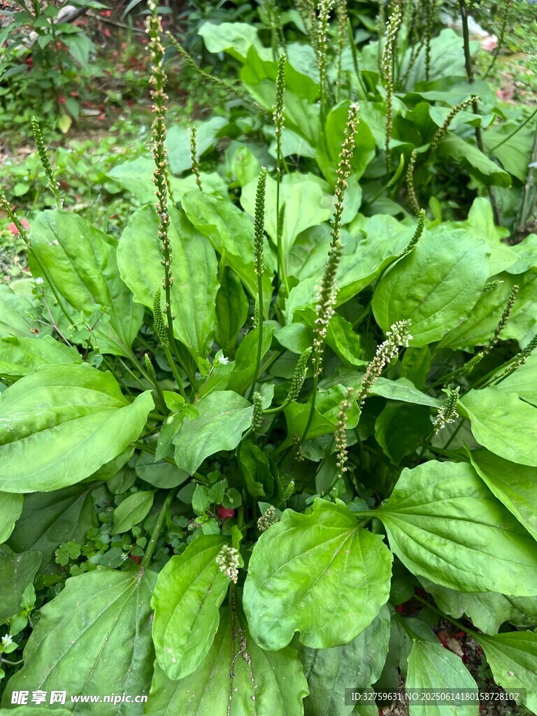 绿叶繁茂的车前草植物