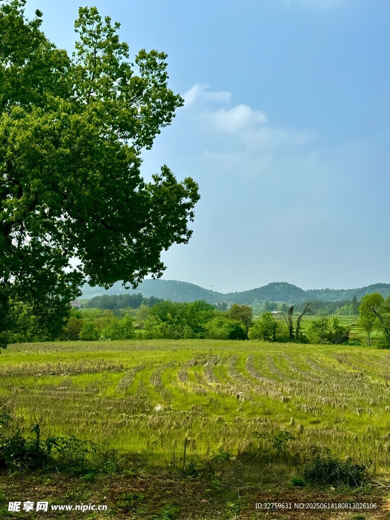 田野绿树蓝天自然风光