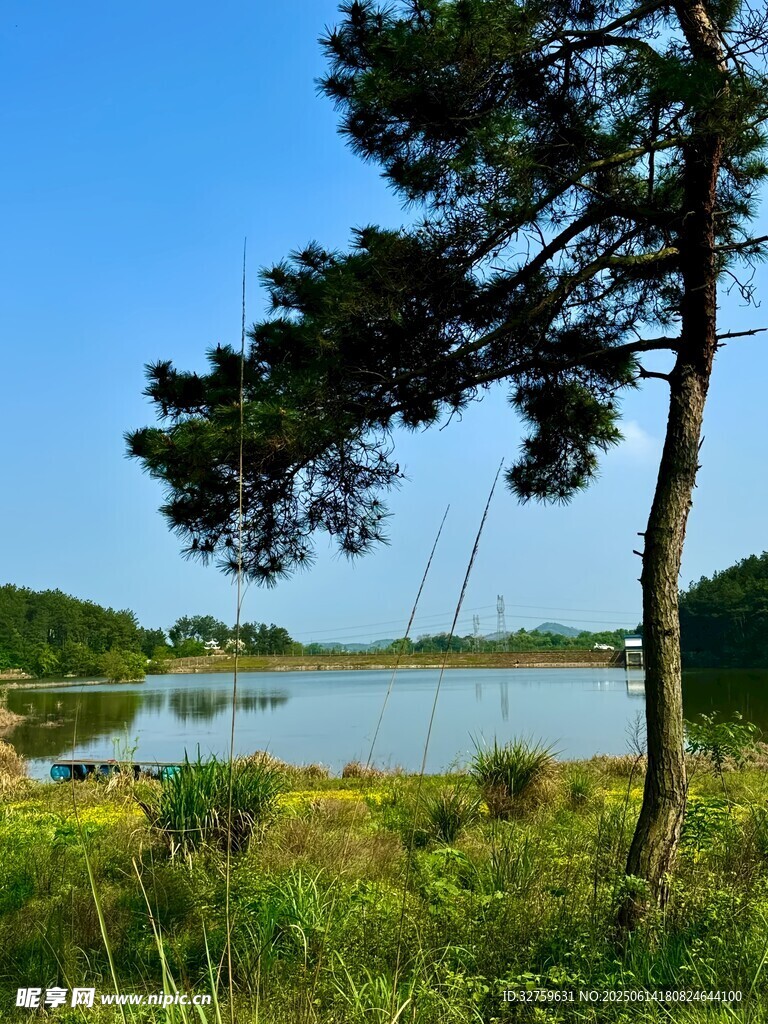 湖畔青松自然风光如画
