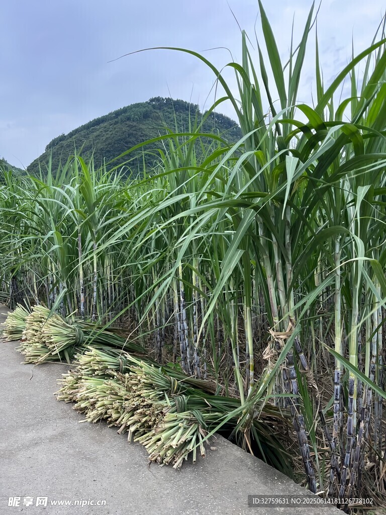 路边茂盛的甘蔗植株
