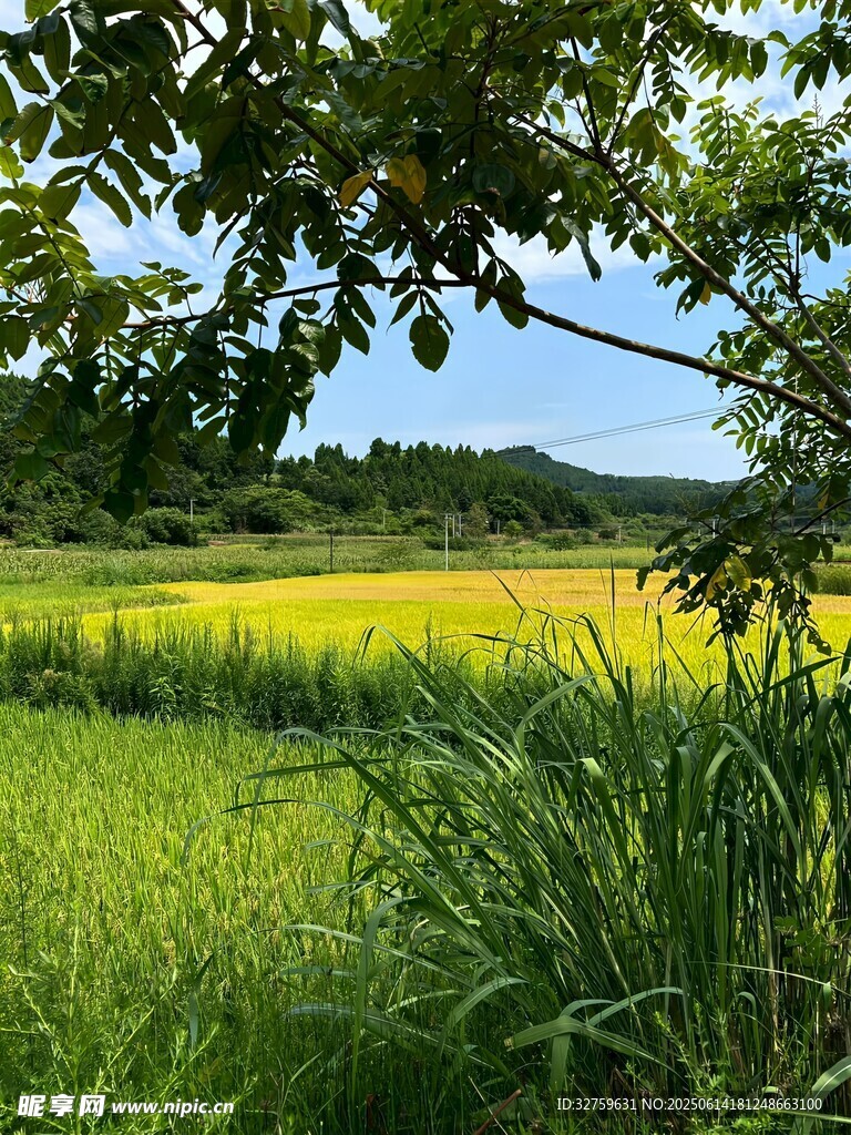 田园绿野间的灿烂风光
