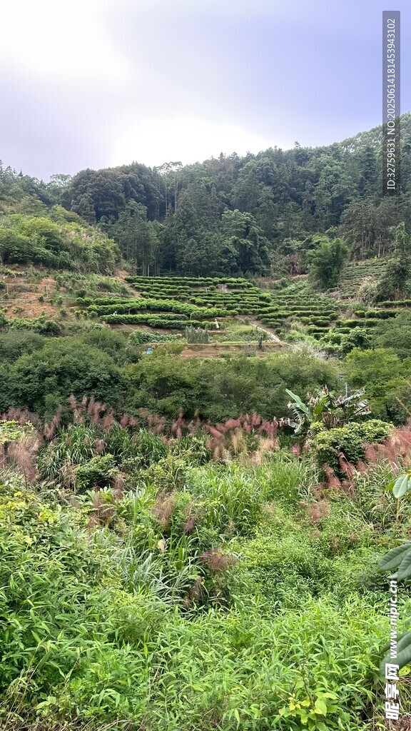 山间绿意盎然的梯田景观