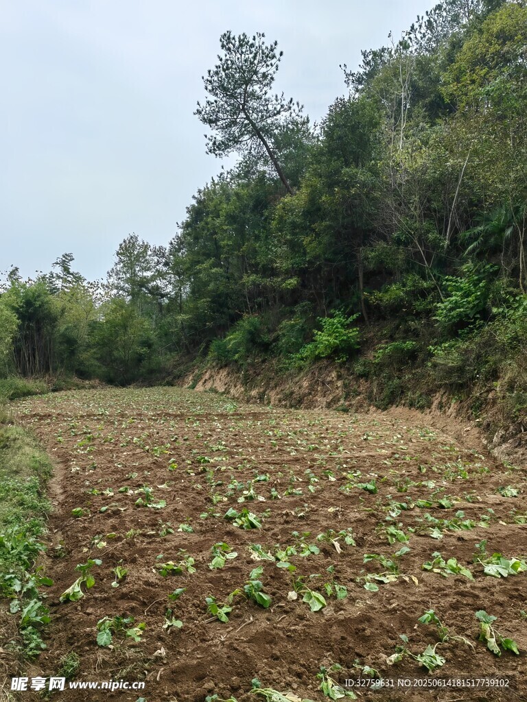 田野中的绿植与茂密树林