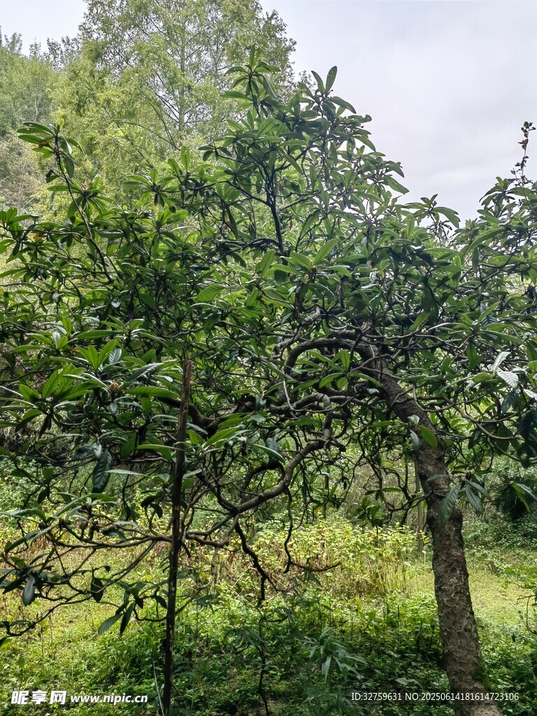 绿意盎然的树林景观
