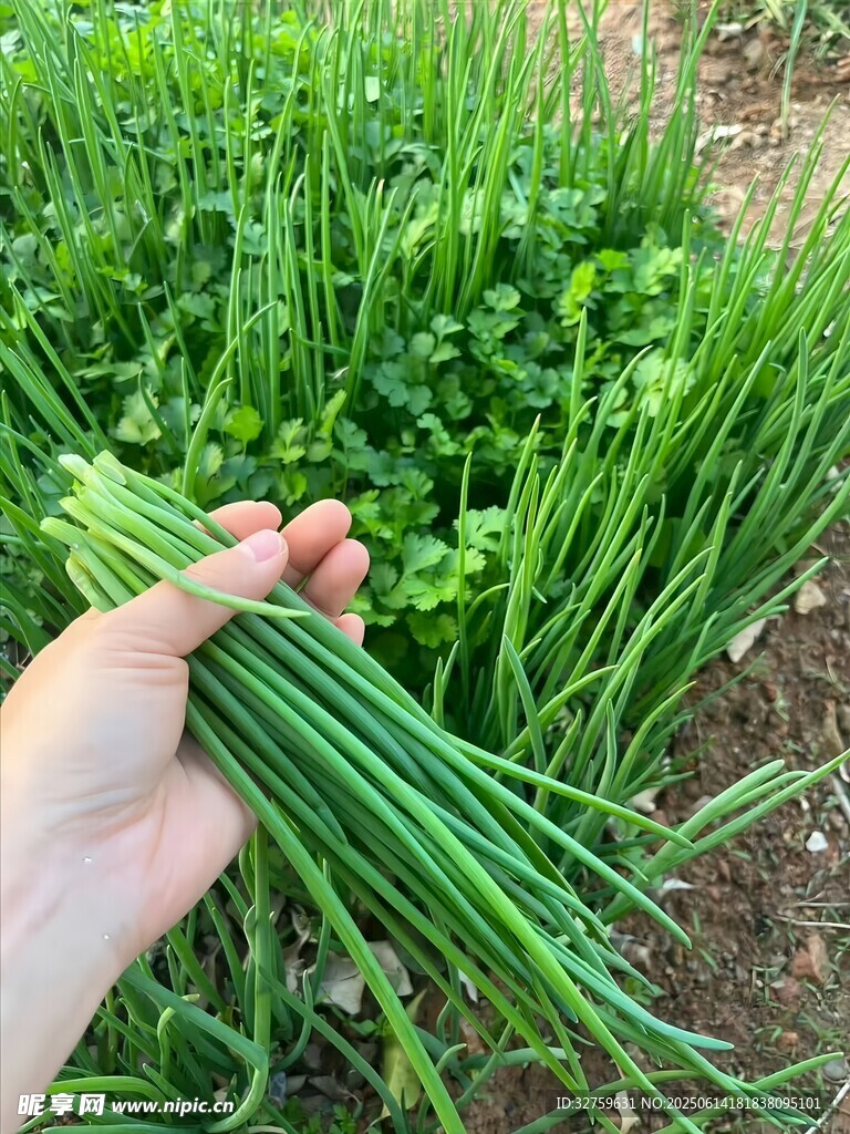 手捧新鲜嫩绿的韭菜