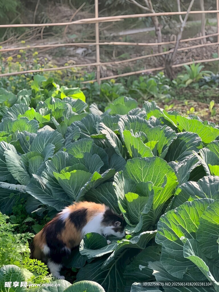 菜地里的可爱猫咪