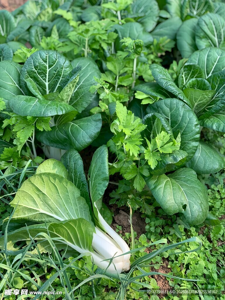 田间鲜嫩小白菜