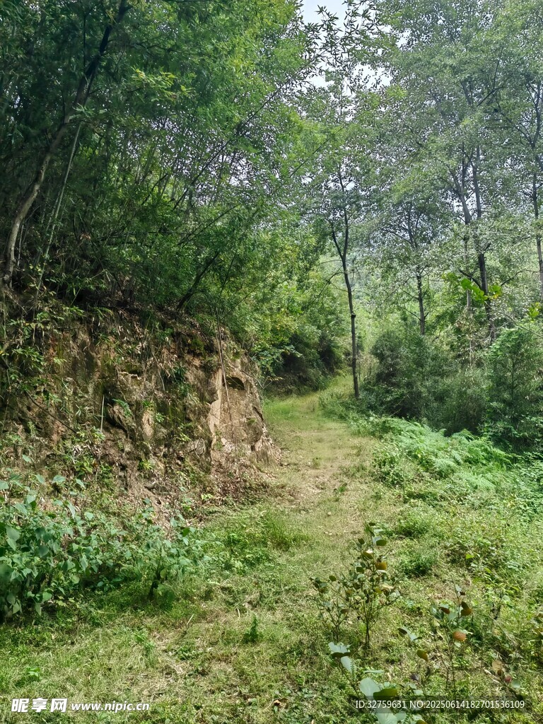山间幽静小径绿意盎然