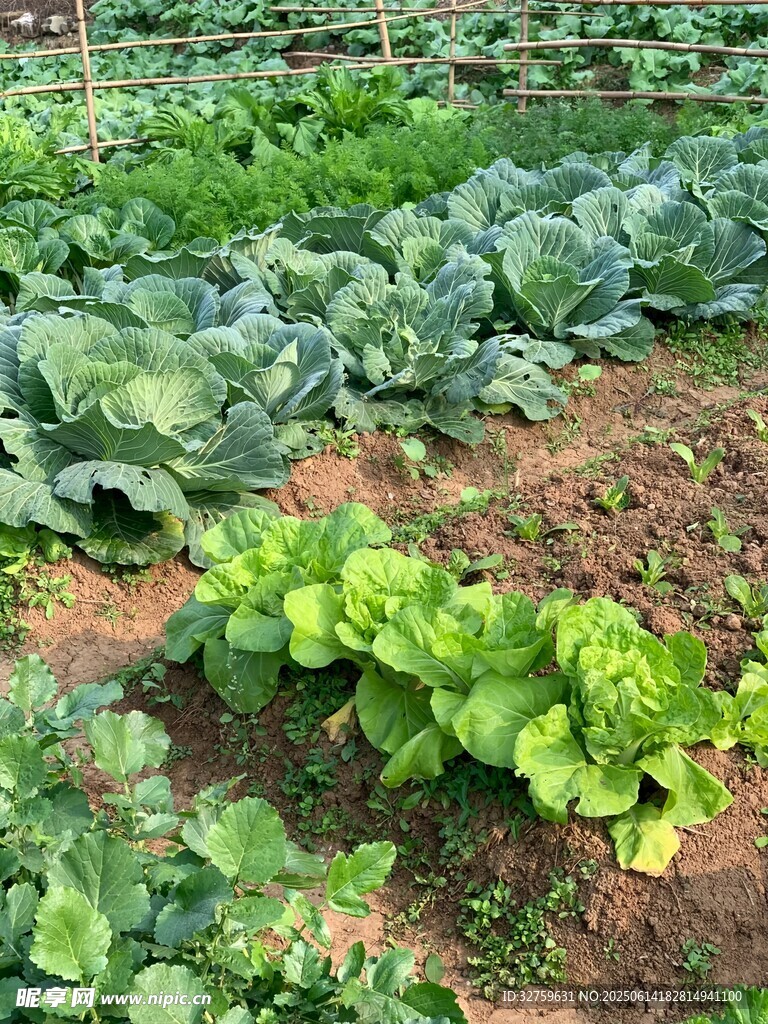 菜园里的多样新鲜蔬菜