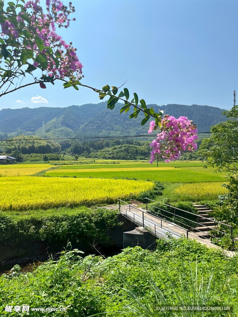 田园风光中的烂漫繁花