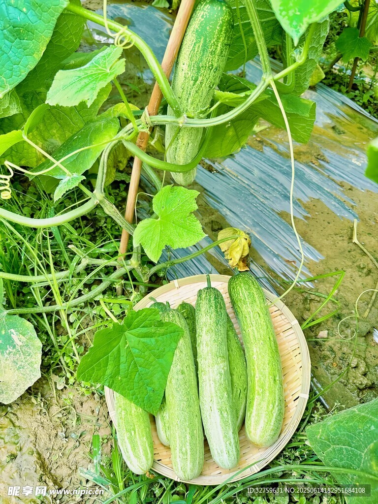 田园间的鲜嫩丝瓜