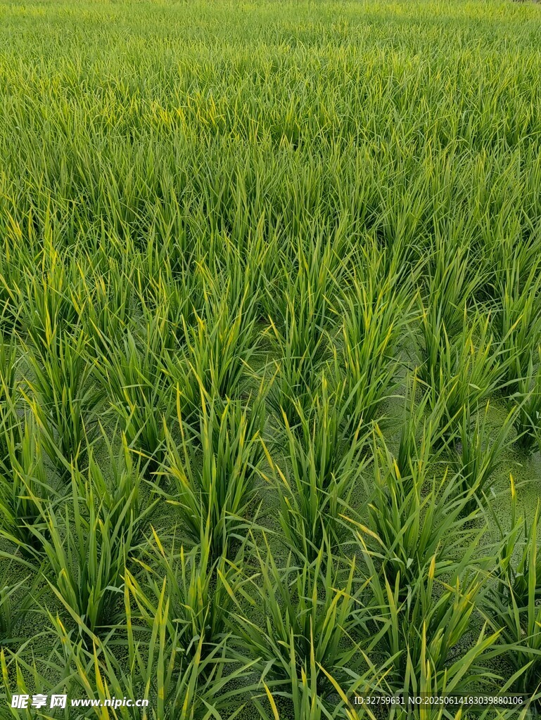 翠绿稻田生机盎然