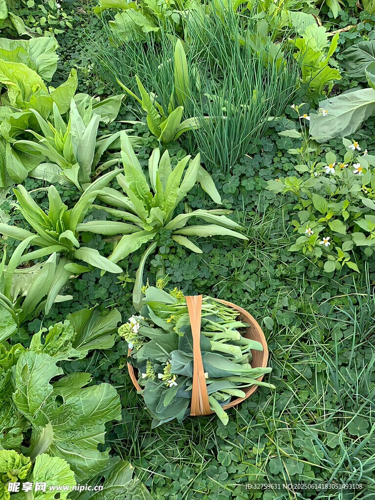 草地上的竹篮与绿植