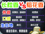 长粒香与稻花香对比分析