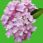 粉色花蕊