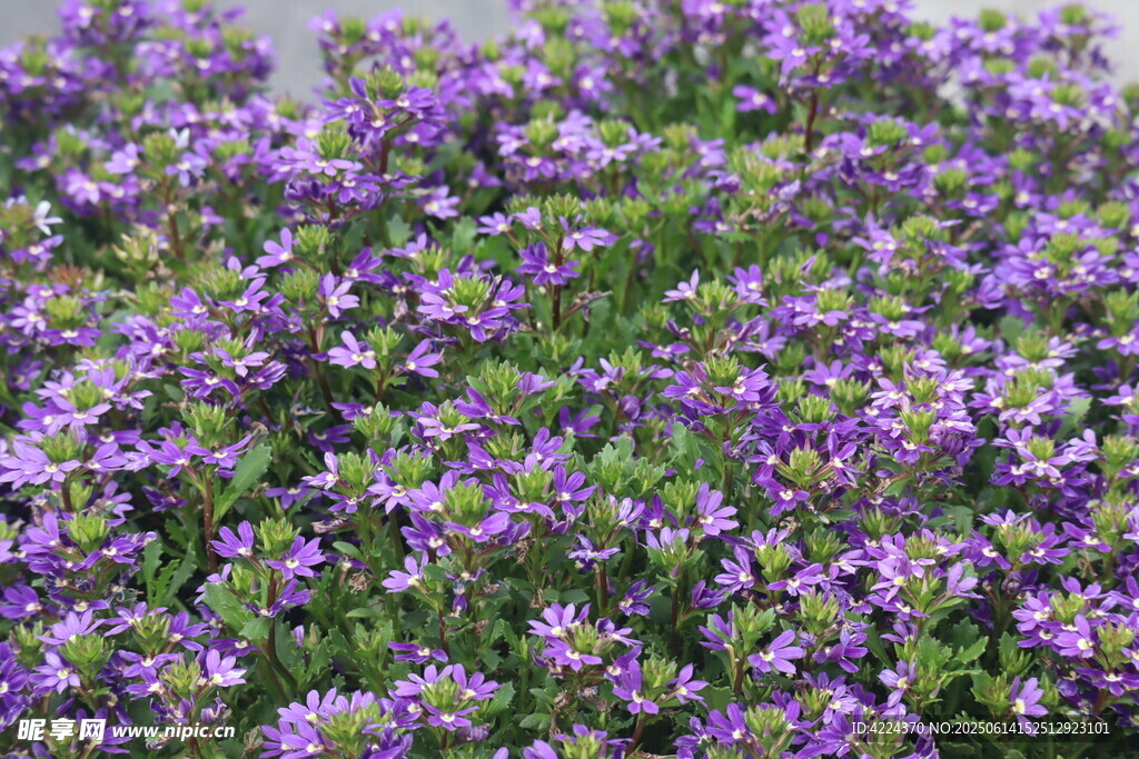蓝扇花