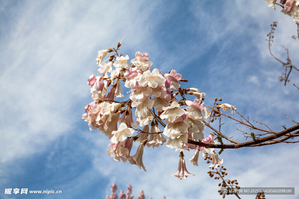 蓝天映衬下的烂漫花枝
