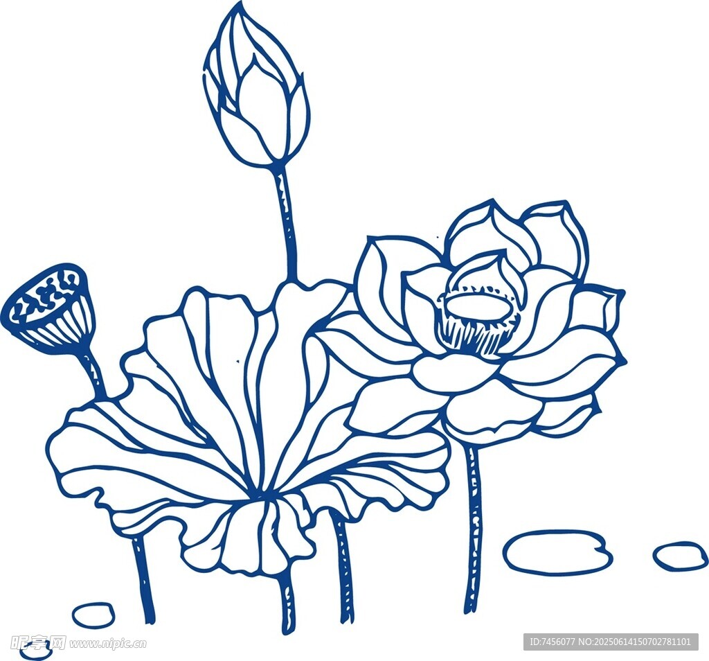 手绘荷花图