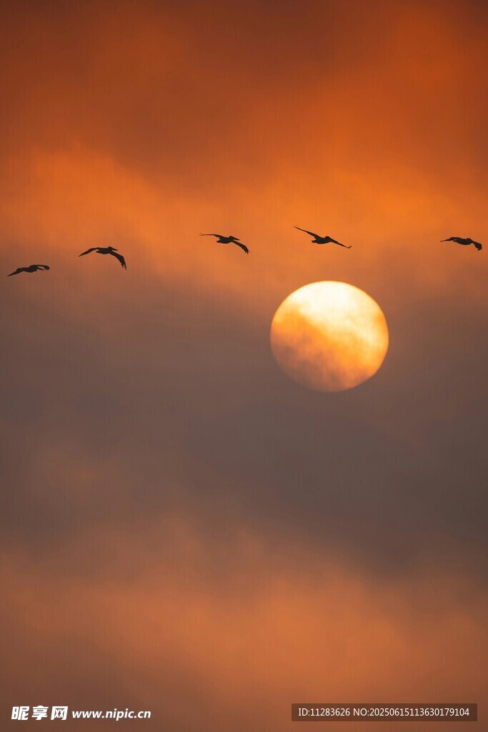 夕阳下飞鸟翱翔的壮美画面
