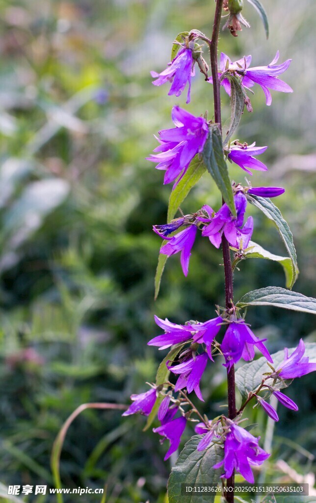 紫色风铃花