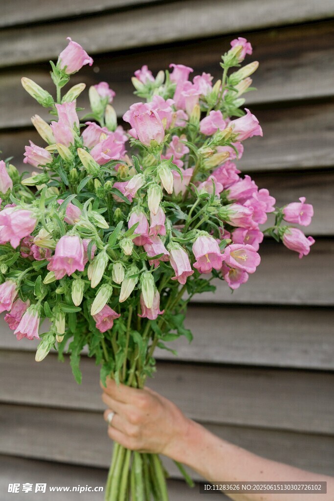 手持风铃花