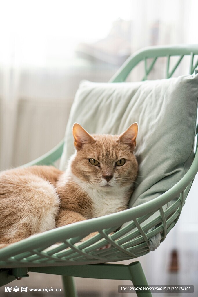 慵懒猫咪躺椅惬意休憩