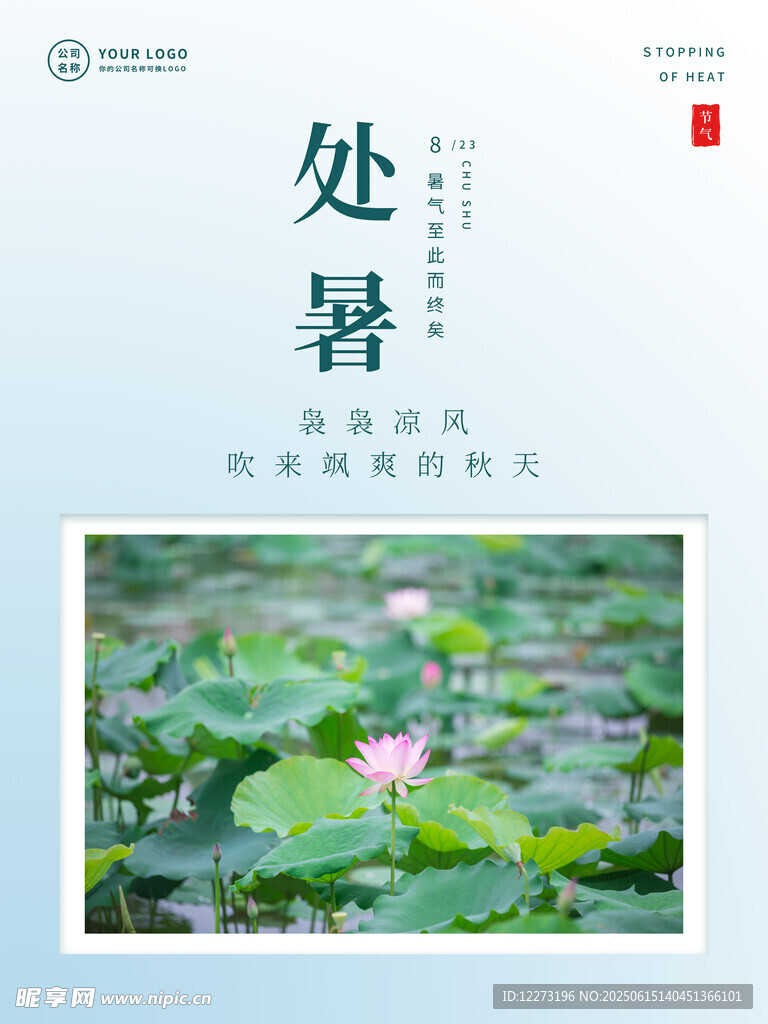处暑时节的荷塘美景