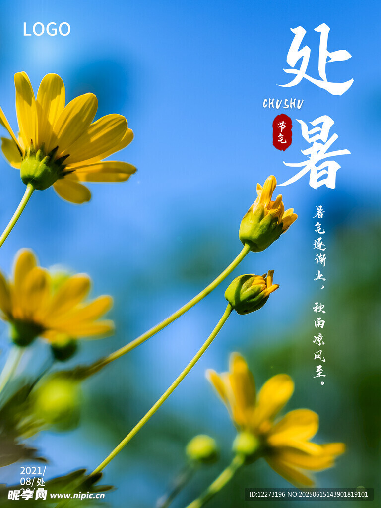 处暑时节绽放的灿烂小花