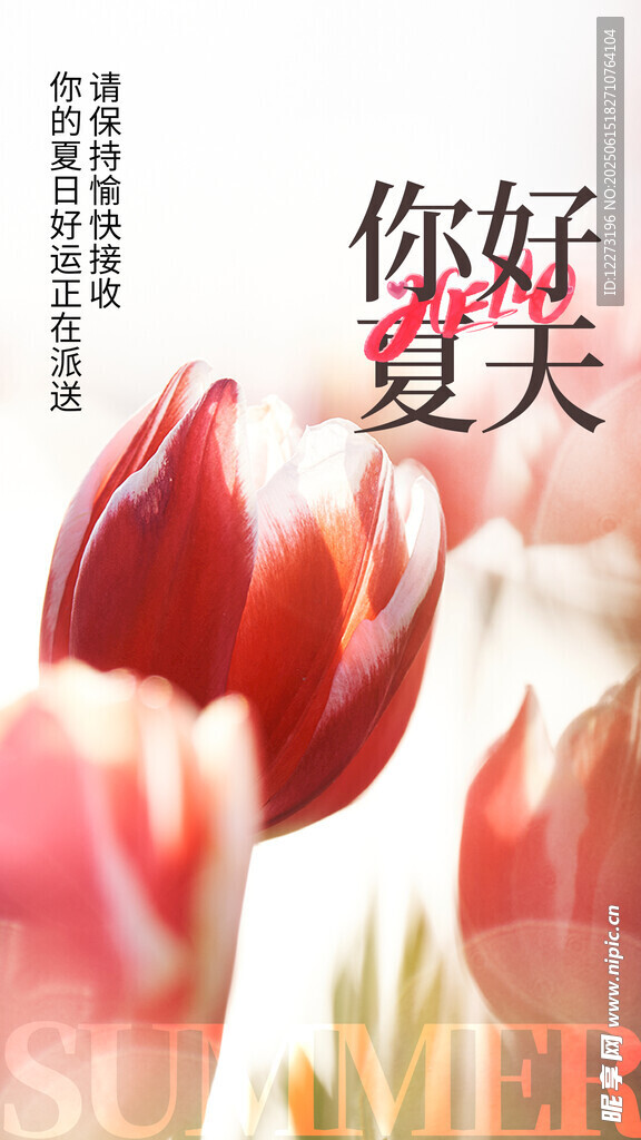 你好夏天 娇艳郁金香绽放